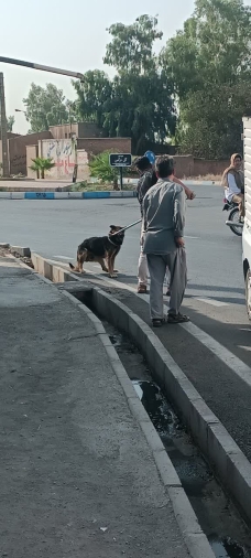 چهارمین مرحله از طرح جمع آوری سگ های ولگرد در شهر فرون آباد کلید خورد